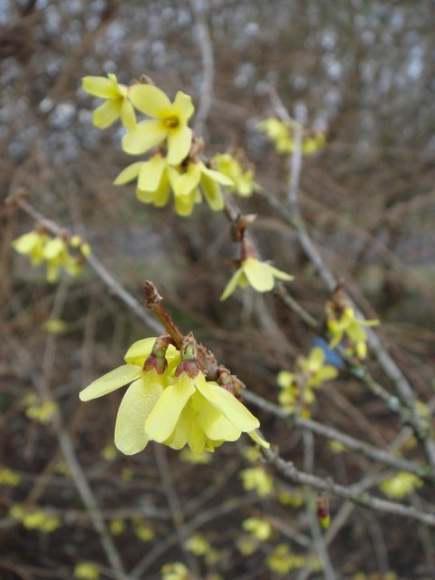 Forsythia ovata fleur P1B